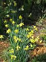 Daffodils Rydal_4 